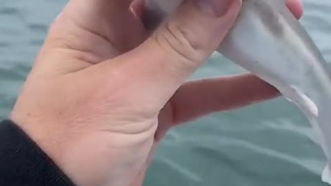 baby shark