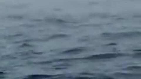 Whale jumps out of water.