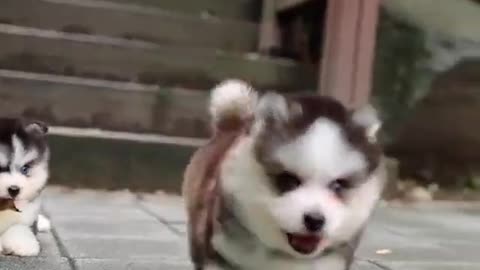 Funny Cute Dogs #shortvideo