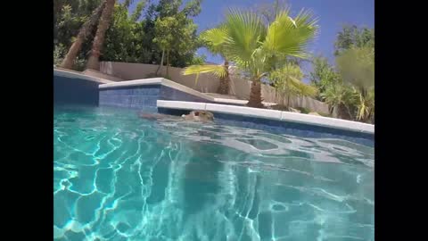 Carpincho nada en una piscina, bucea bajo el agua