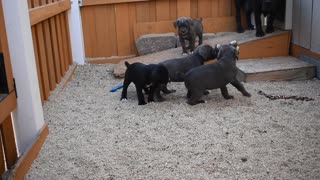 7Week old Cane Corso puppies