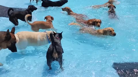 Pool day for pups Dogs enjoying swimming 🥽