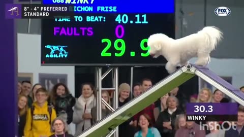 Best dog show moments