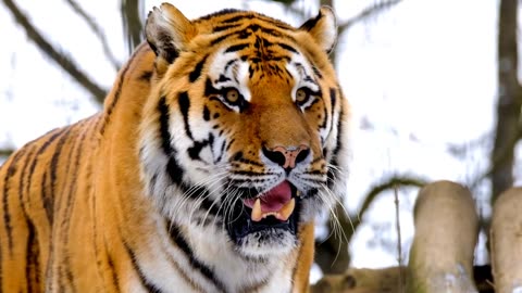 Tiger Tales: 4K Ultra HD Videos of Majestic Jungle Predators