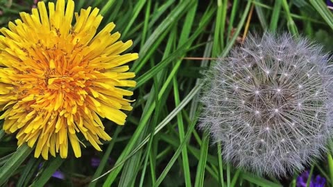 Dandelion is the heart health