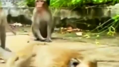 Naughty monkey is very funny