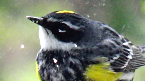 Yellow-rumped warbler