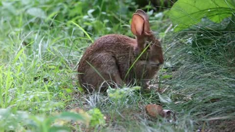 The mountain rabbit eats breakfast in the morning