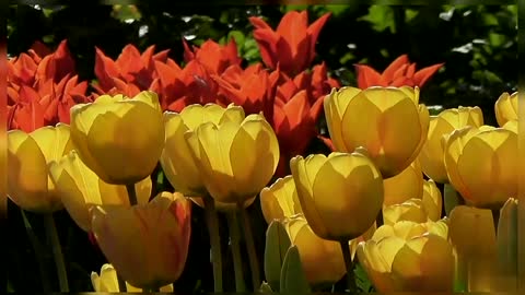 Tulips Red Yellow Violet Tulips Colourful Flowers Nature Tulip In Field Tulips