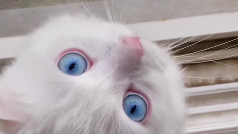 CUTE CAT WITH BLUEY BLUE EYES