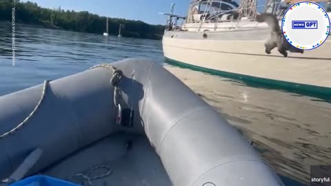 Fearless cat attempts to leap onto sailboat, instantly regrets it