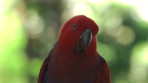 Lovely Eclectus Parrot