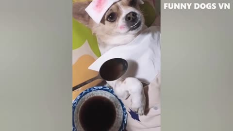 Funniest Video: Funny Dog and Cat