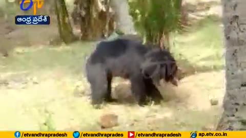 Watch Video | Wild Bears Creates Wreaks Havoc in Srikakulam Dist