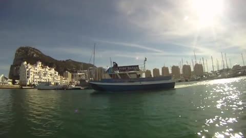 Dolphin Safari Gibraltar