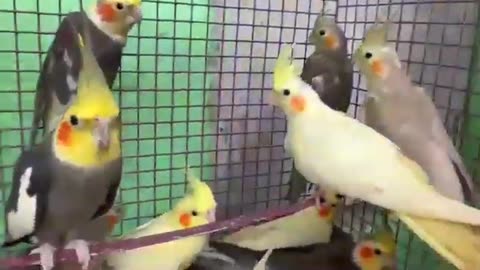 Cockatiel | Funny parrot | Funny birds | funny animals