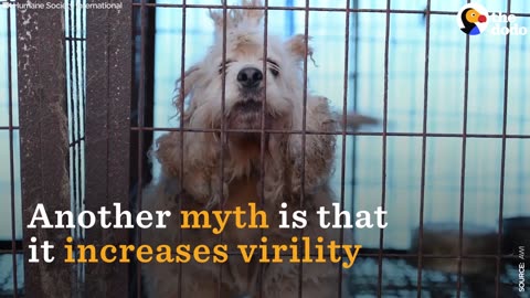 Dogs Rescued From Meat Trade Feel Freedom For the First Time | The Dodo