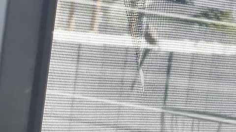 Little Bird Steals Strands of Ripped Screen