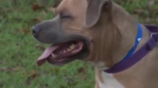 High school team helps some shelter dogs, Touching! 😍🐶