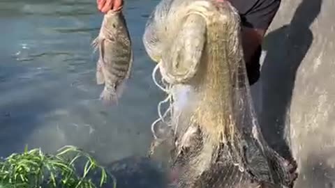 Catching fish