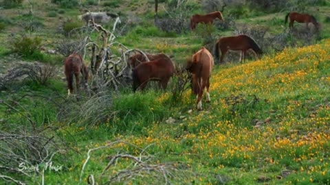 Calming Tranquil Salt River Arizona Wild Horses Super Bloom Wildflowers for Sleeping and Relaxation
