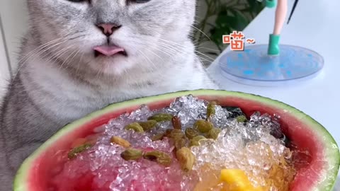 A week’s recipe for you #FunnyCatVideos #CatCookingShow
