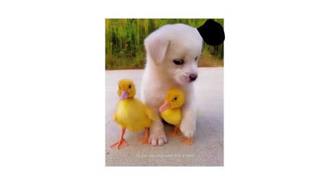 Dog and duck freindship