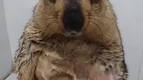 Marmot Funny Video | Marmot taking Bath Funny Video