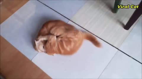 cats fighting video funnycats videos fun videos