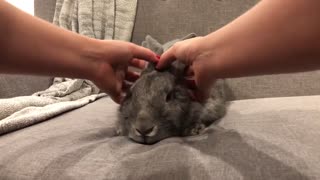 7 Reasons Why Rabbits Make Great Pets