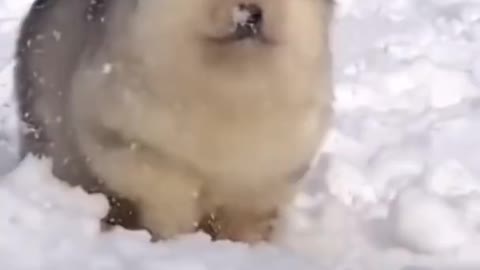 A little puppy dog walks in the snow and loves to play with it