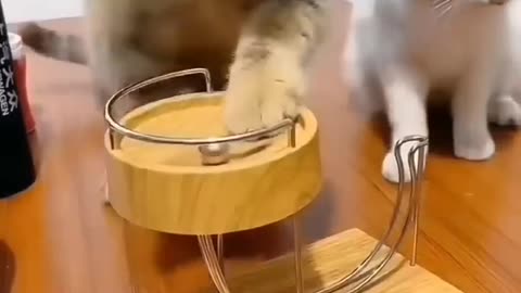 Funny video cute cat