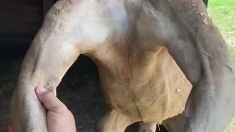 Buff kangaroo flexing his muscles 💪🦘