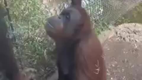 Chimpanzee intelligence