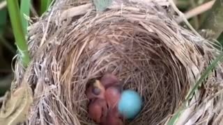 Guess what birds hatch from this blue egg