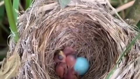 Guess what birds hatch from this blue egg