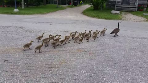Canada geese walking their goslings to school