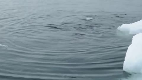 chased by a leopard seal