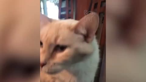 CATS meme in Tiktok