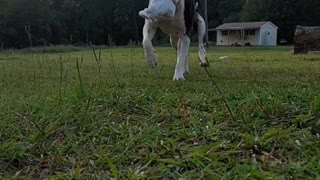 My Happy Pit Bull, Mattis