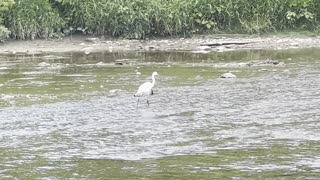 Beautiful White Egret