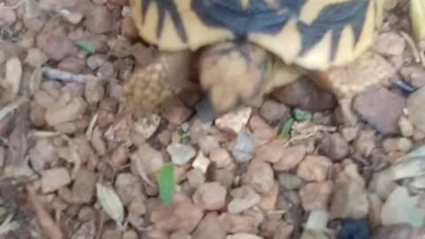 Baby tortoise
