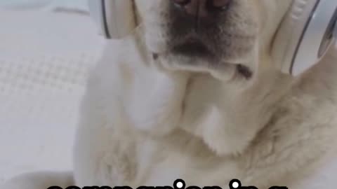 "Doggy Jams: Pup's HILARIOUS Reactions to Music Genres 🎵🐶"