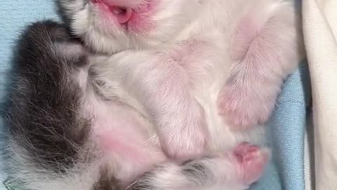 "Dreamy Paws: A Serene Slumber with a Sleepy Kitten"