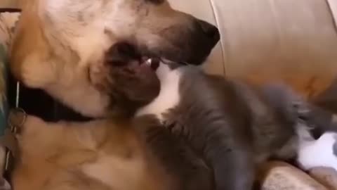 Feline Fraternity: Dog and Cat, Brothers in Pawsome Playtime!
