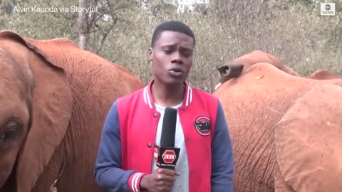 Baby elephant interrupts reporter's piece to camera