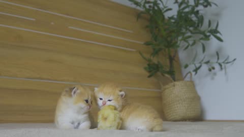 The kitten Pudding and the Chicks are best Friend