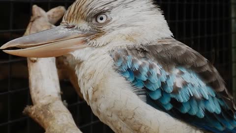 A Kookaburra Bird In Captive
