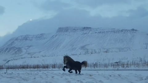 Horses running through the snow 😍❄️