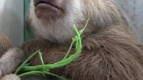 Adorable sloths